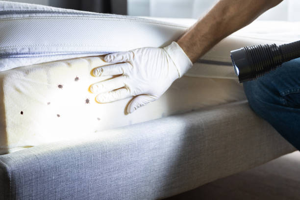 Flea Control Services in Louisville, MS